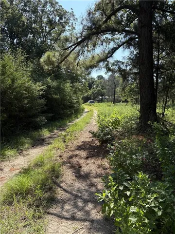 a view of a yard with plants and large trees