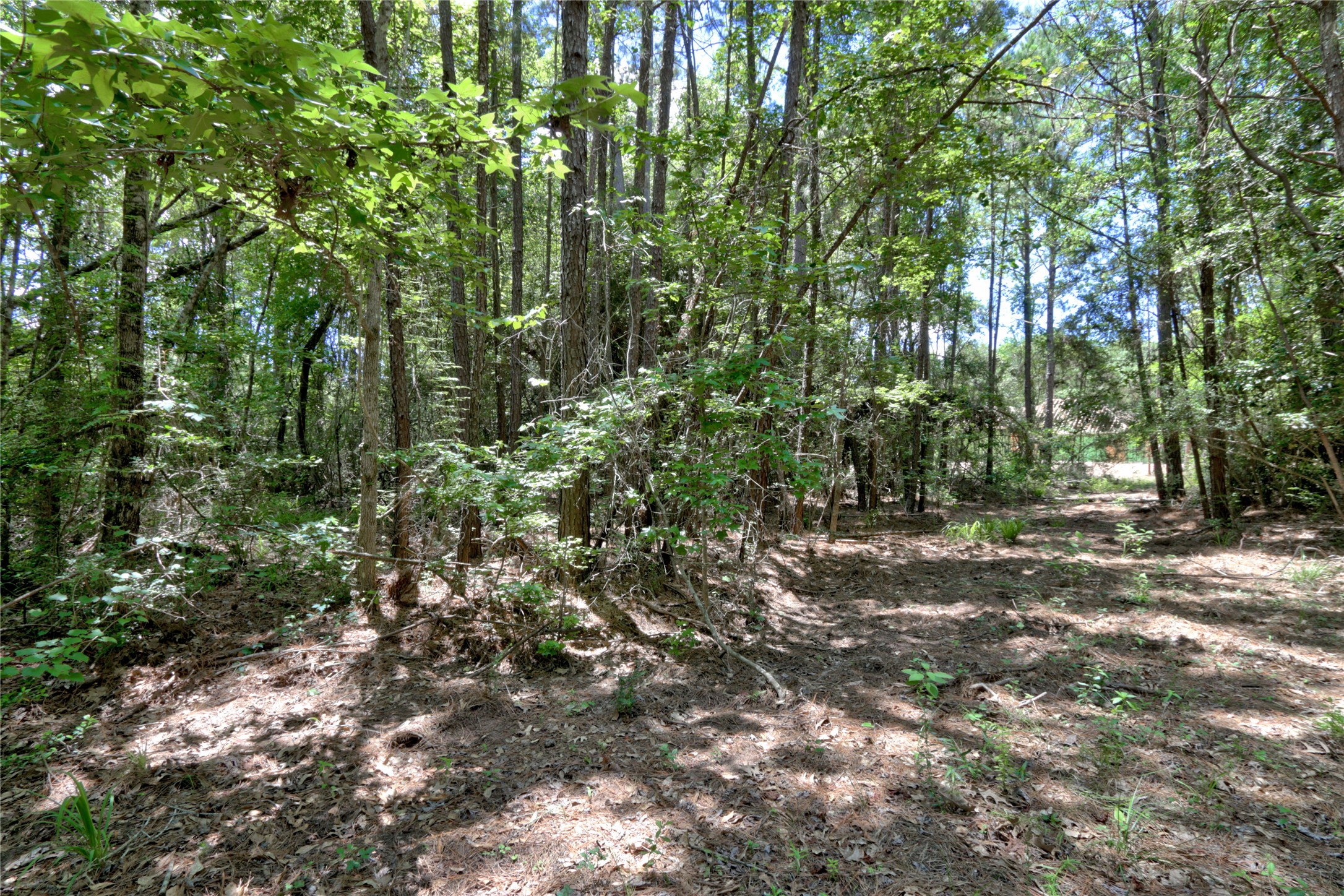 258 Heartland Road New Waverly, TX 77358 - Photo 15 of 27 Ground Shots of Lot with beautiful trees ready for your dream home