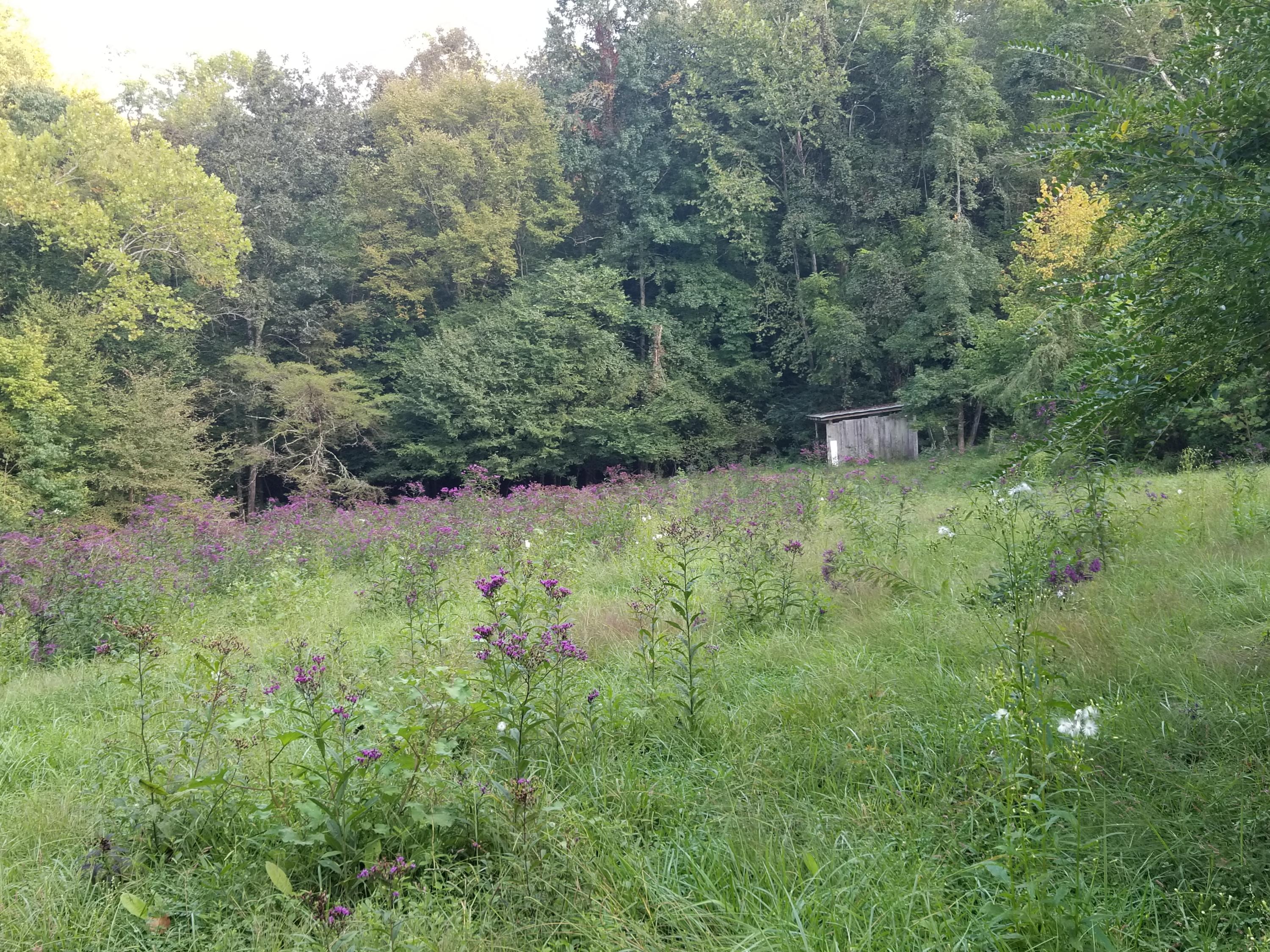 2311 Old Chilhowee Road Seymour, TN 37865 - Photo 8 of 8 Pasture
