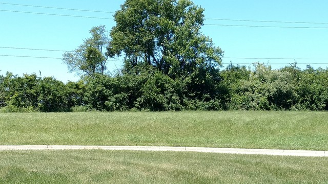 a view of a big yard with large trees