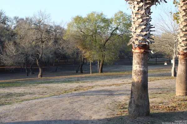a view of a yard with large trees