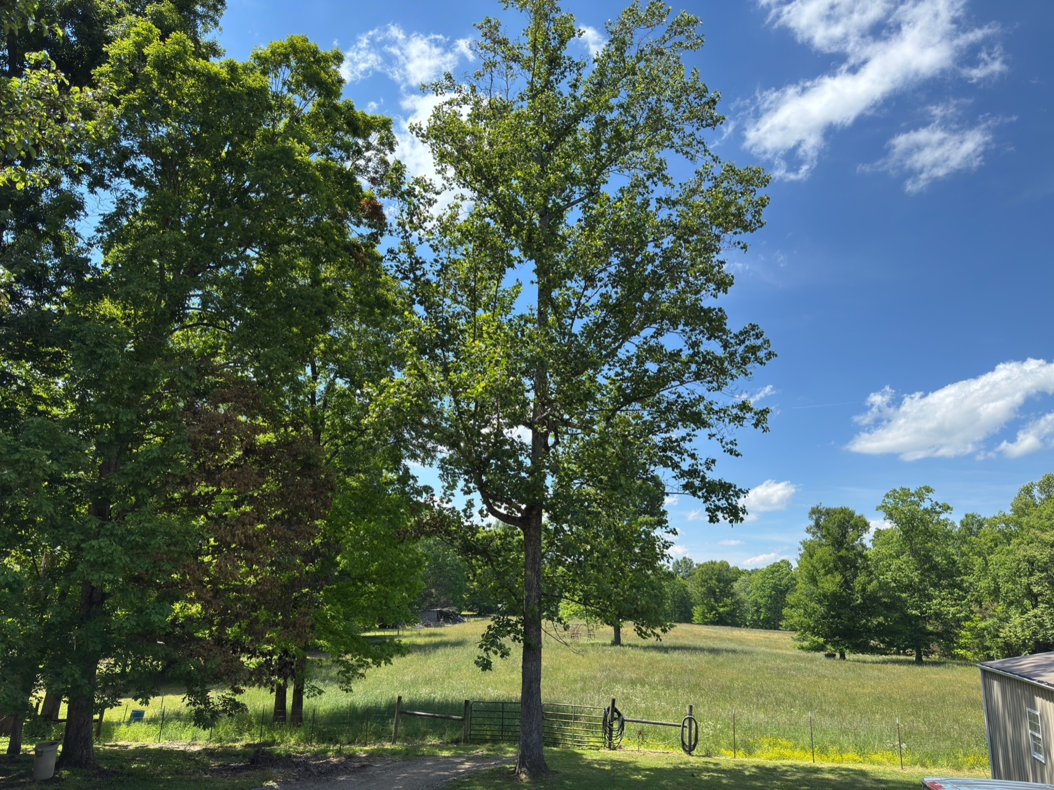 3594 Oak Grove Road Red Boiling Springs, TN 37150 - Photo 10 of 33 a view of a yard with an trees