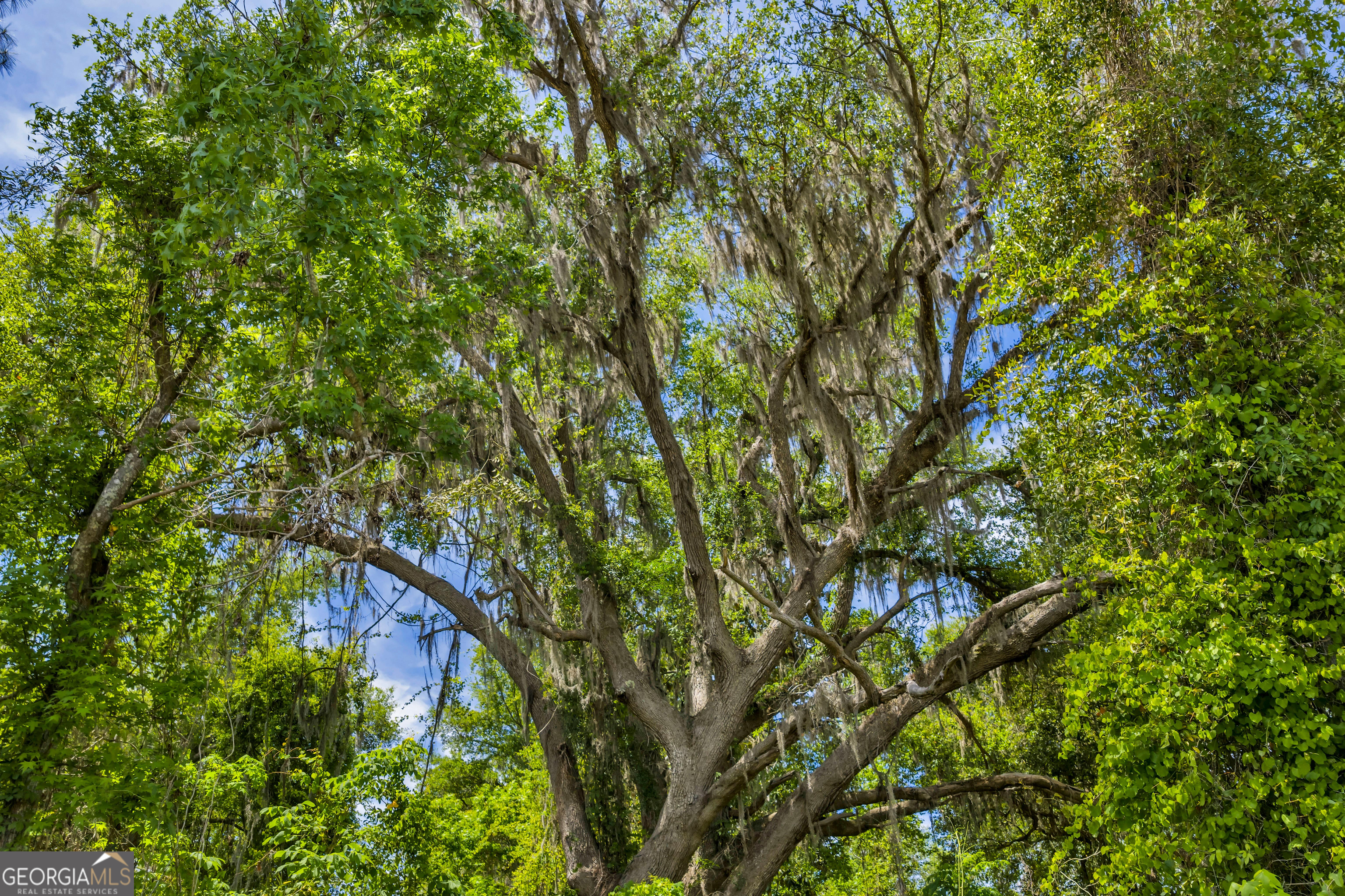 3807 Val Tech Road Valdosta, GA 31602 - Photo 29 of 39 a view of a tree