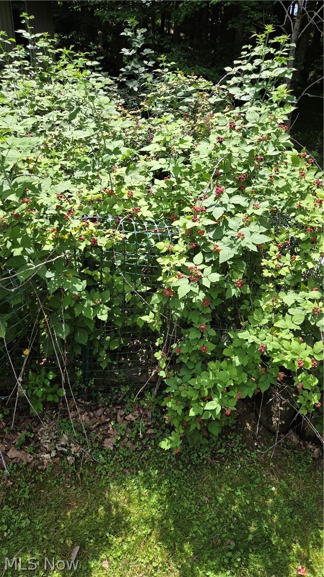 239 Cornes Road Little Hocking, OH 45742 - Photo 48 of 50 Blackberry bush