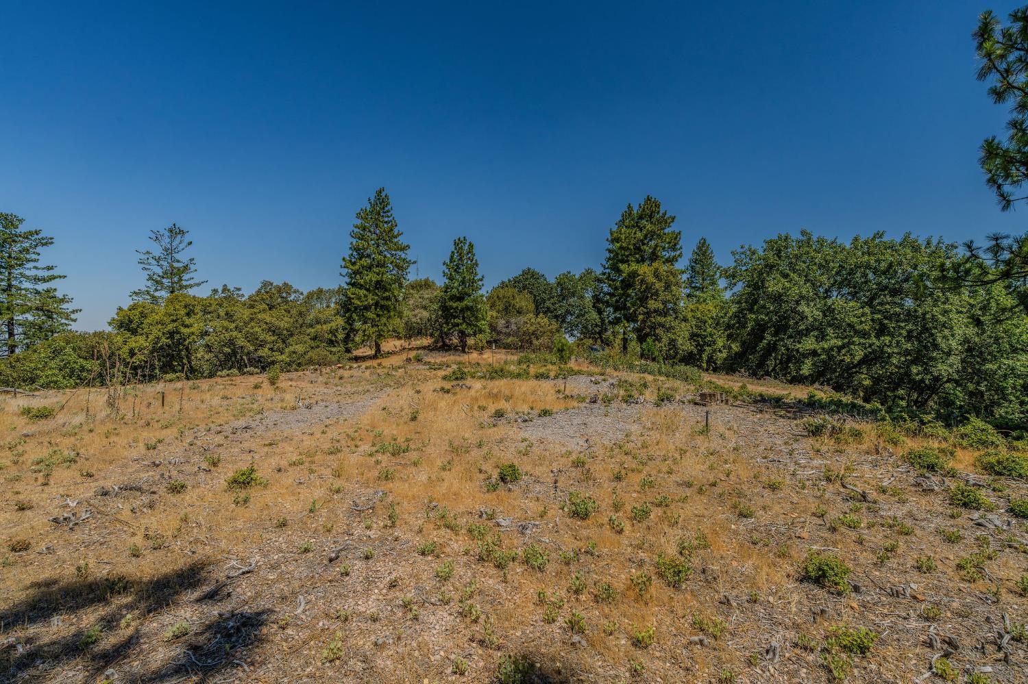 20117 Neilson Road Pine Grove, CA 95665 - Photo 6 of 32 a view of a yard with a tree