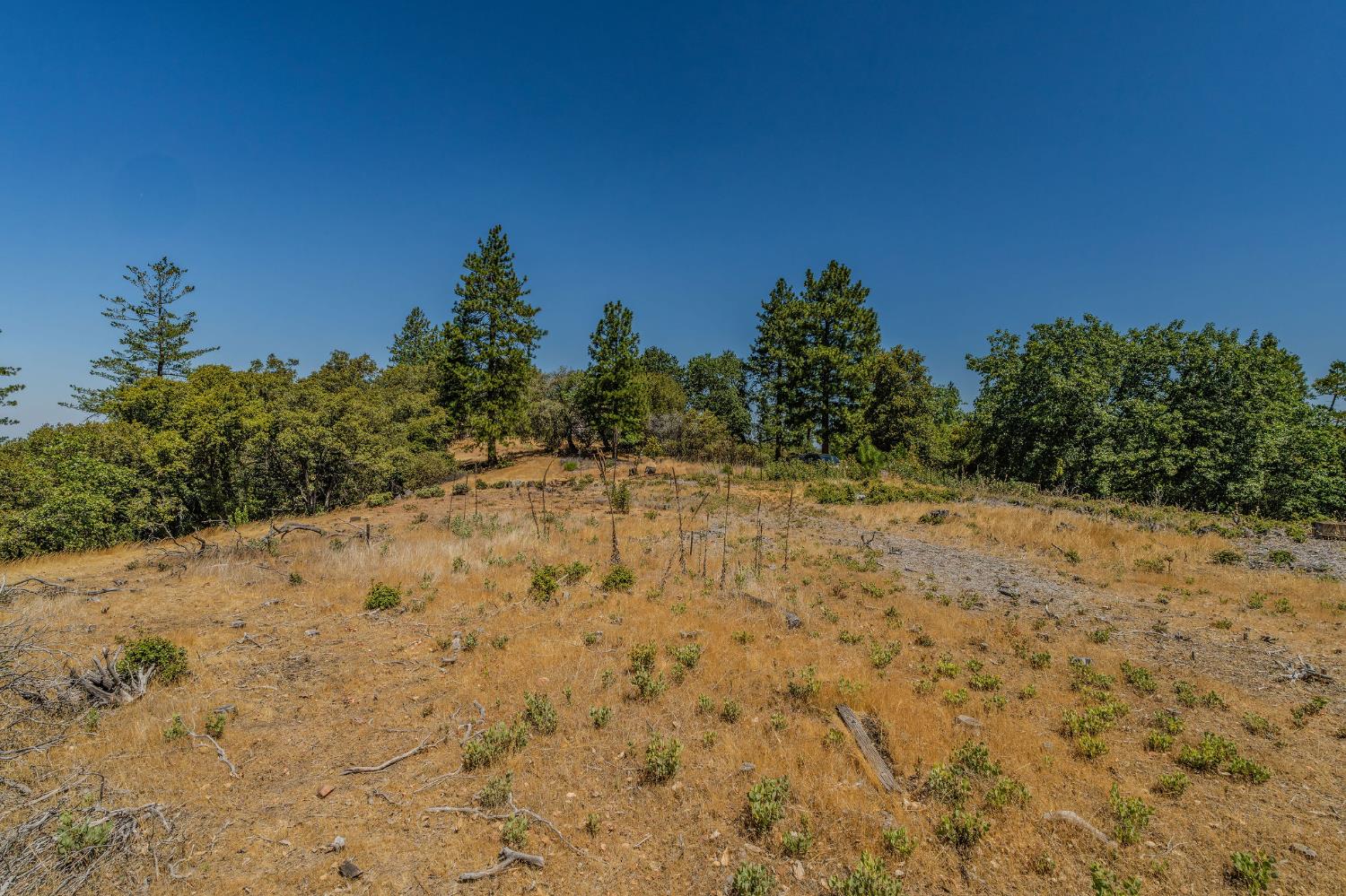 20117 Neilson Road Pine Grove, CA 95665 - Photo 9 of 32 a view of a yard with a tree
