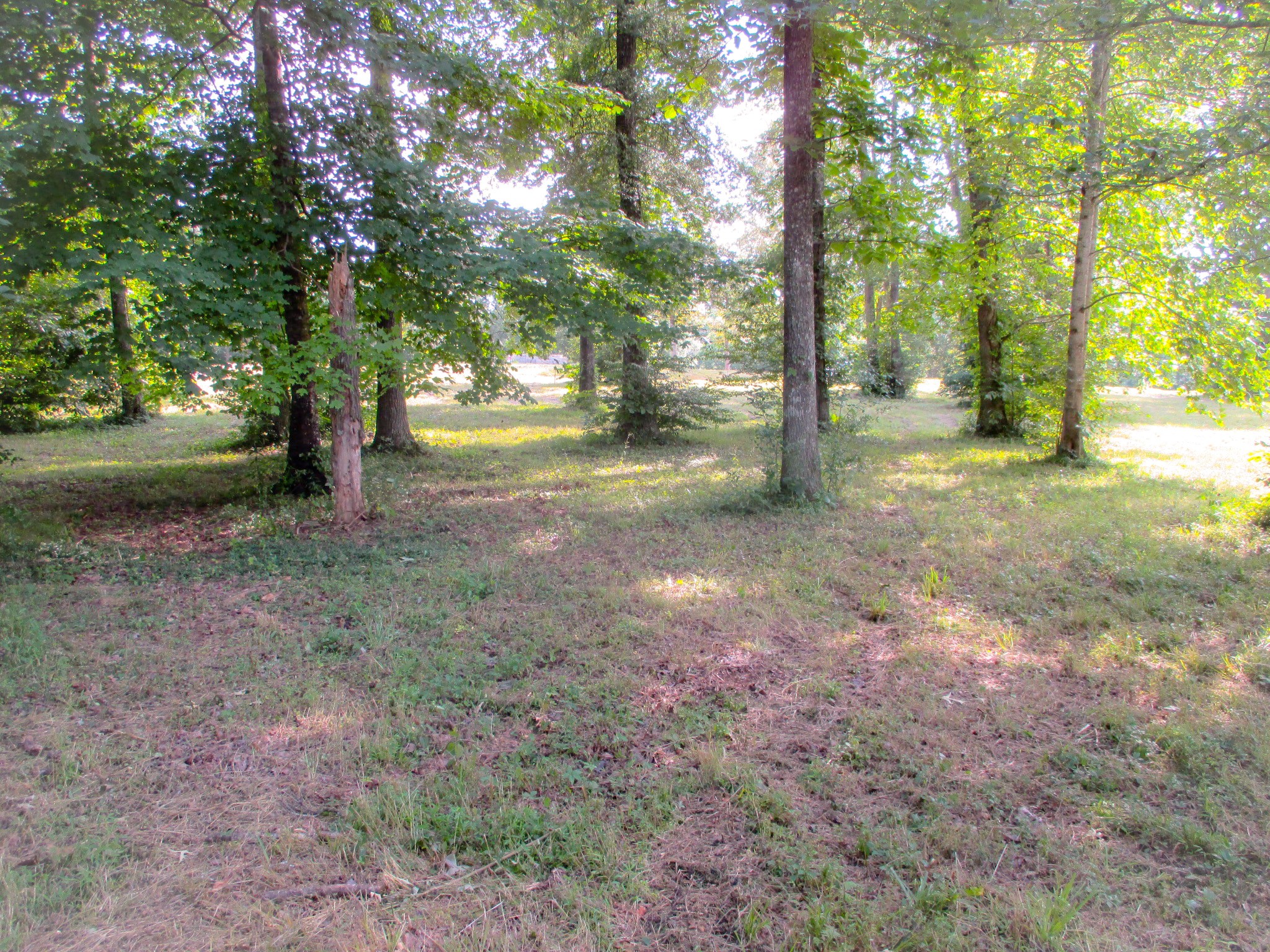 0 Spring Meadows Lane Morrison, TN 37357 - Photo 4 of 14 a view of a yard with trees