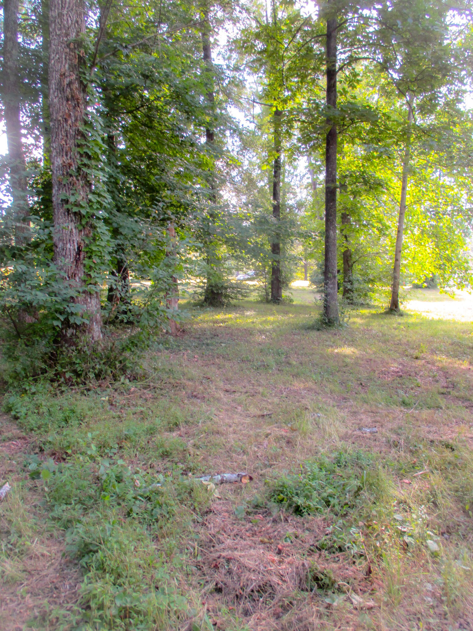 0 Spring Meadows Lane Morrison, TN 37357 - Photo 6 of 14 a view of backyard with trees
