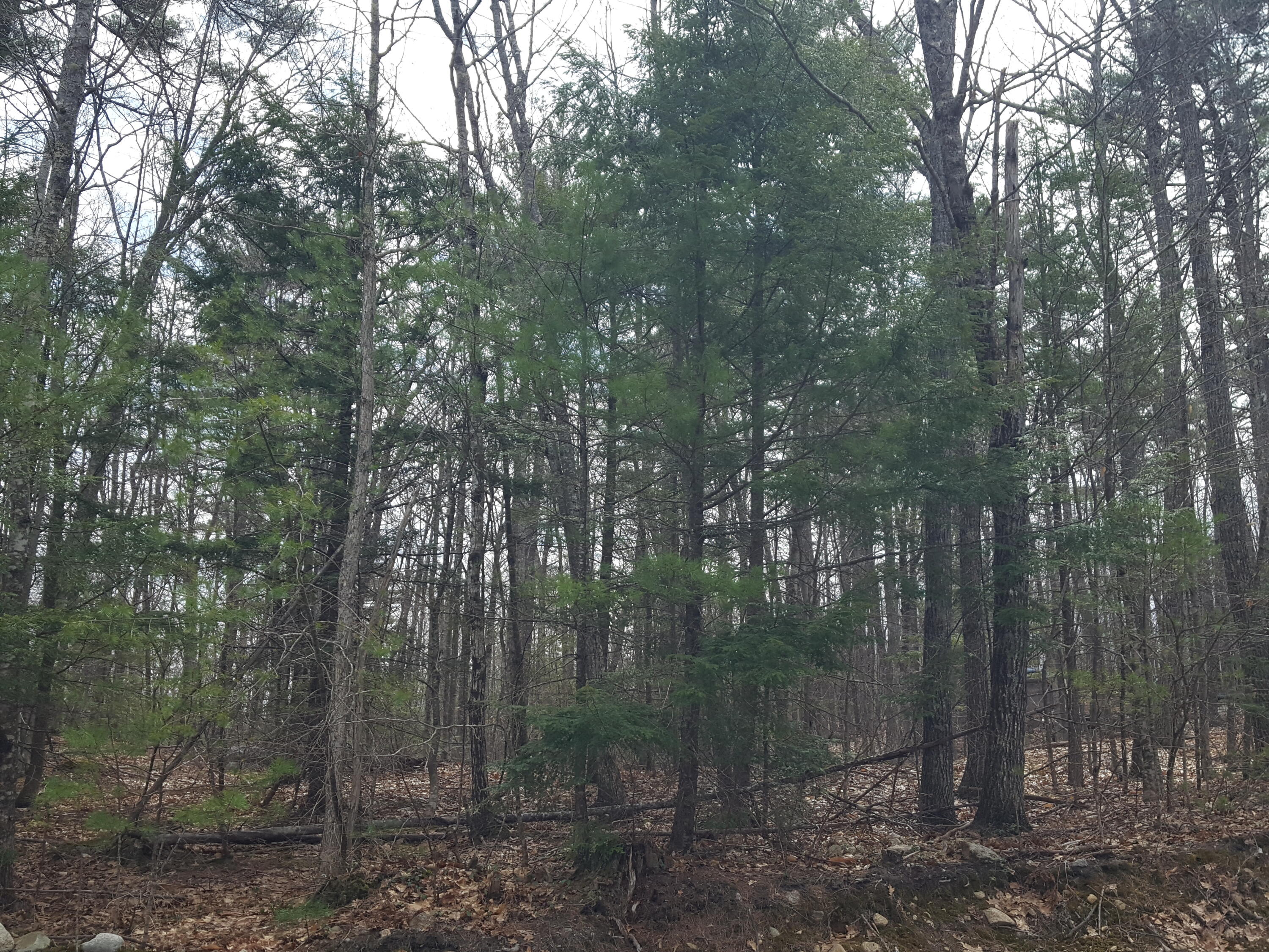 48 Higgins Hill Road Casco, ME 04015 - Photo 6 of 24 20230421_111958