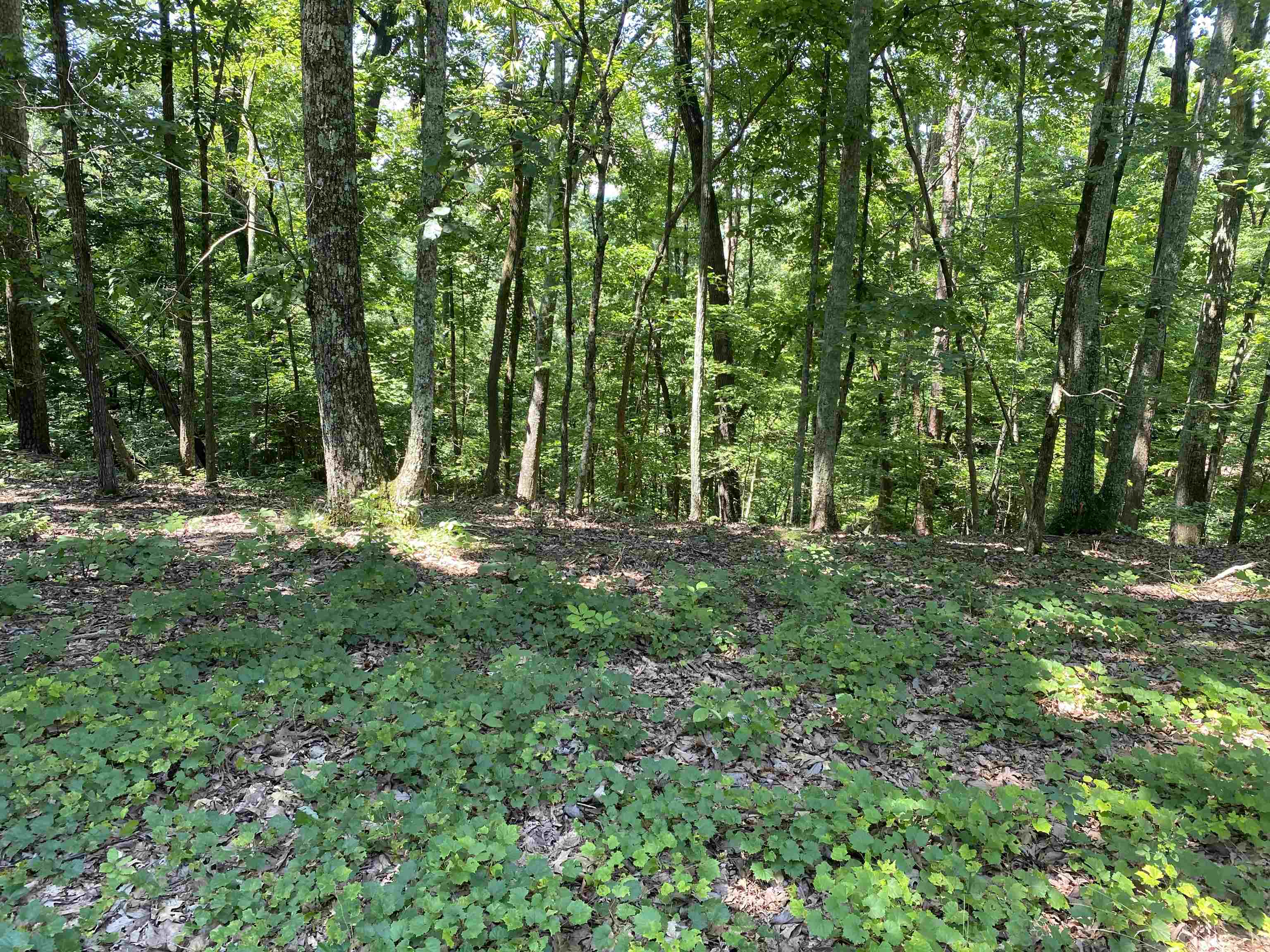 43 Breathtaking Loop Savannah, TN 38372 - Photo 11 of 21 a view of outdoor space and green space