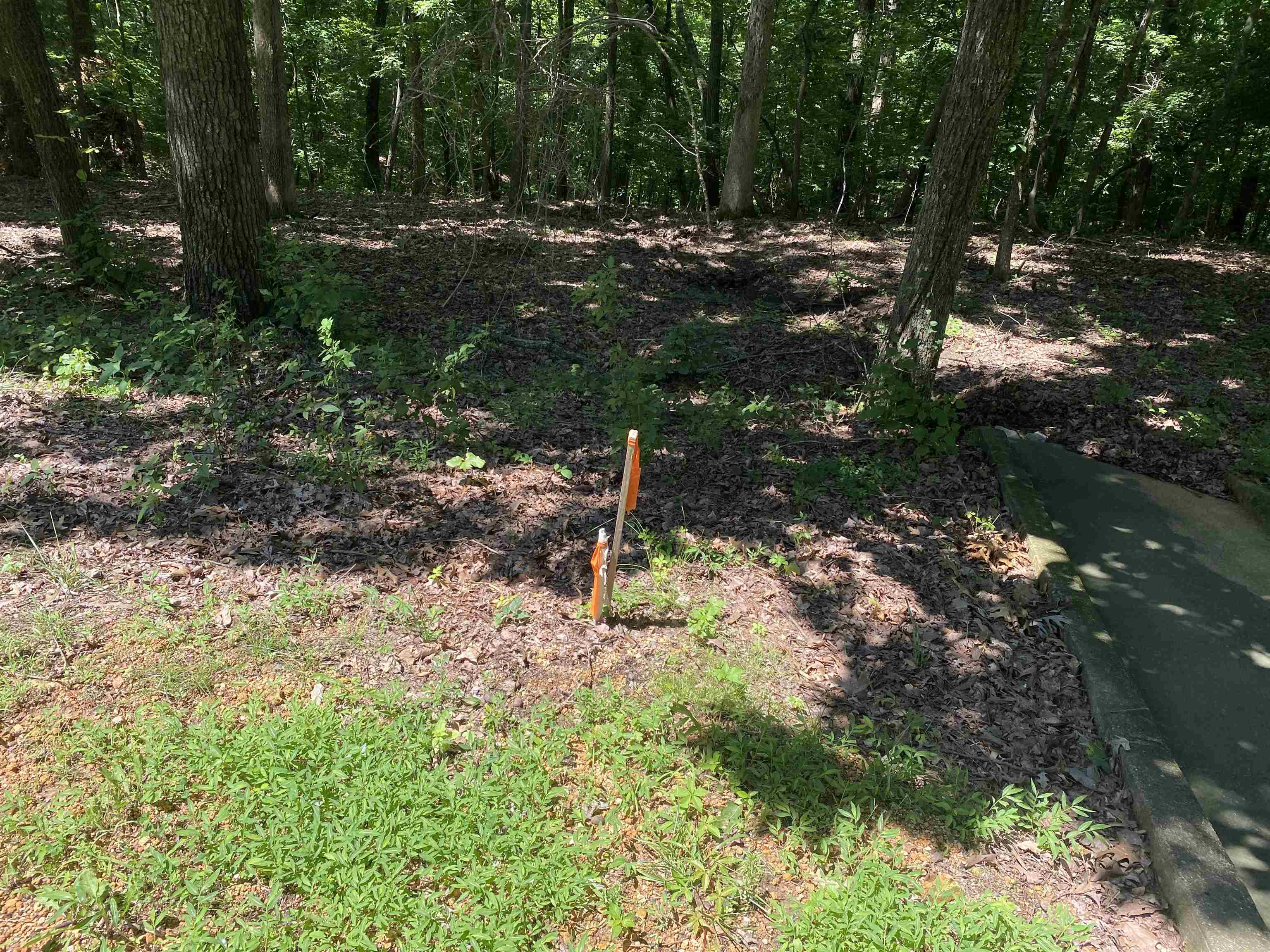 43 Breathtaking Loop Savannah, TN 38372 - Photo 12 of 21 a view of a tree in the middle of a yard