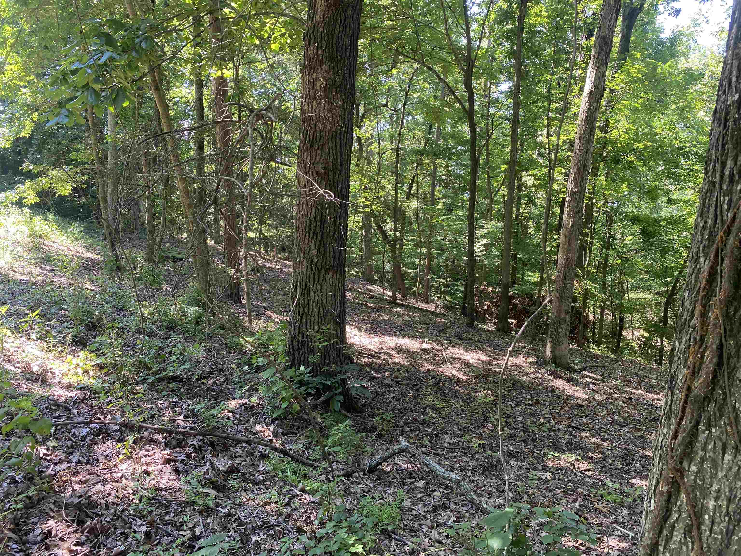 43 Breathtaking Loop Savannah, TN 38372 - Photo 14 of 21 a view of a forest with trees
