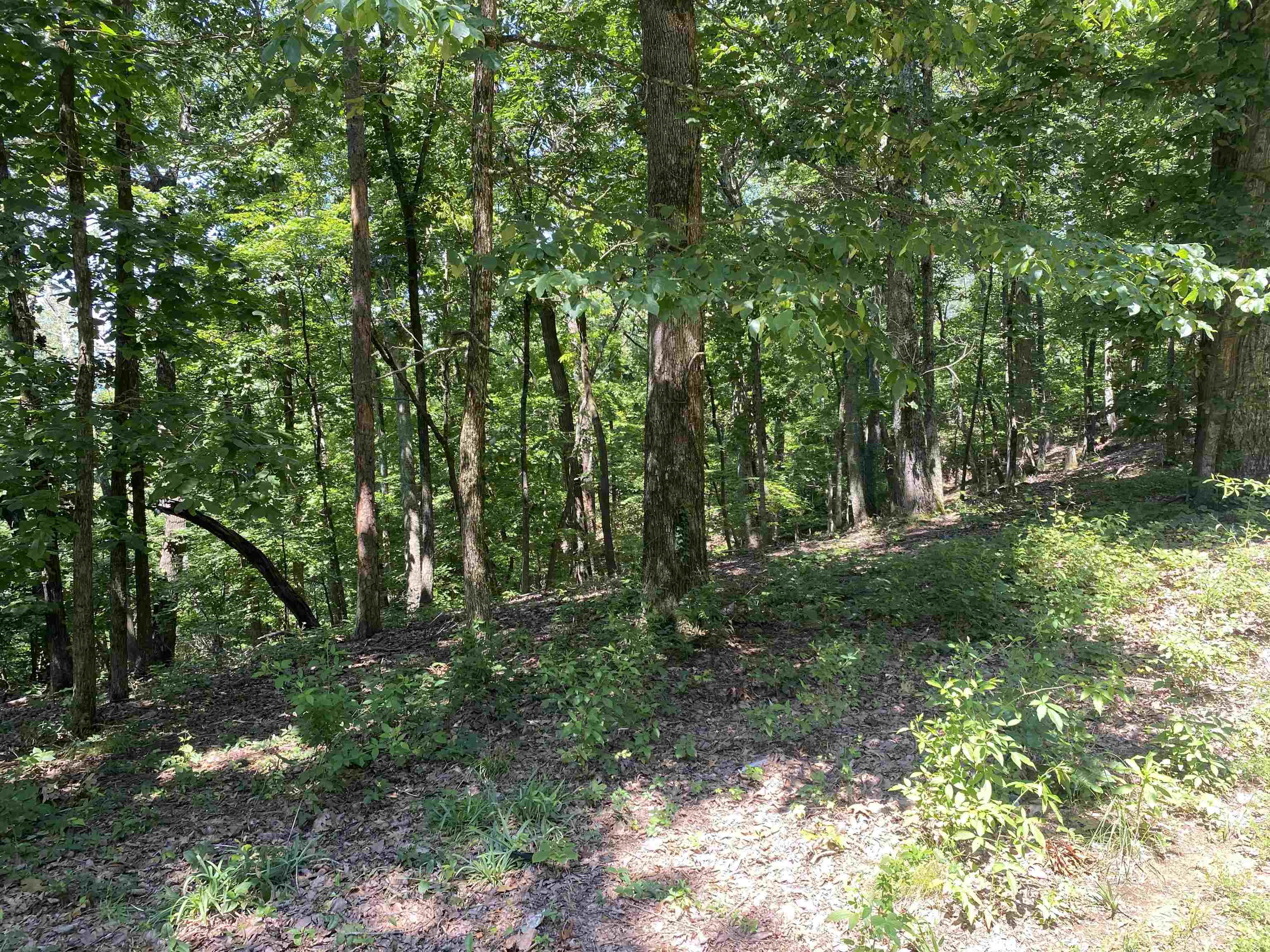 43 Breathtaking Loop Savannah, TN 38372 - Photo 18 of 21 a view of outdoor space and green space