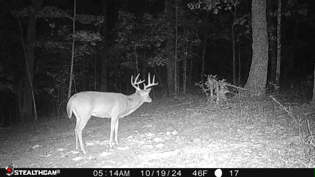 700 Clay Camp Road Hitchins, KY 41146 - Photo 74 of 108 Buck