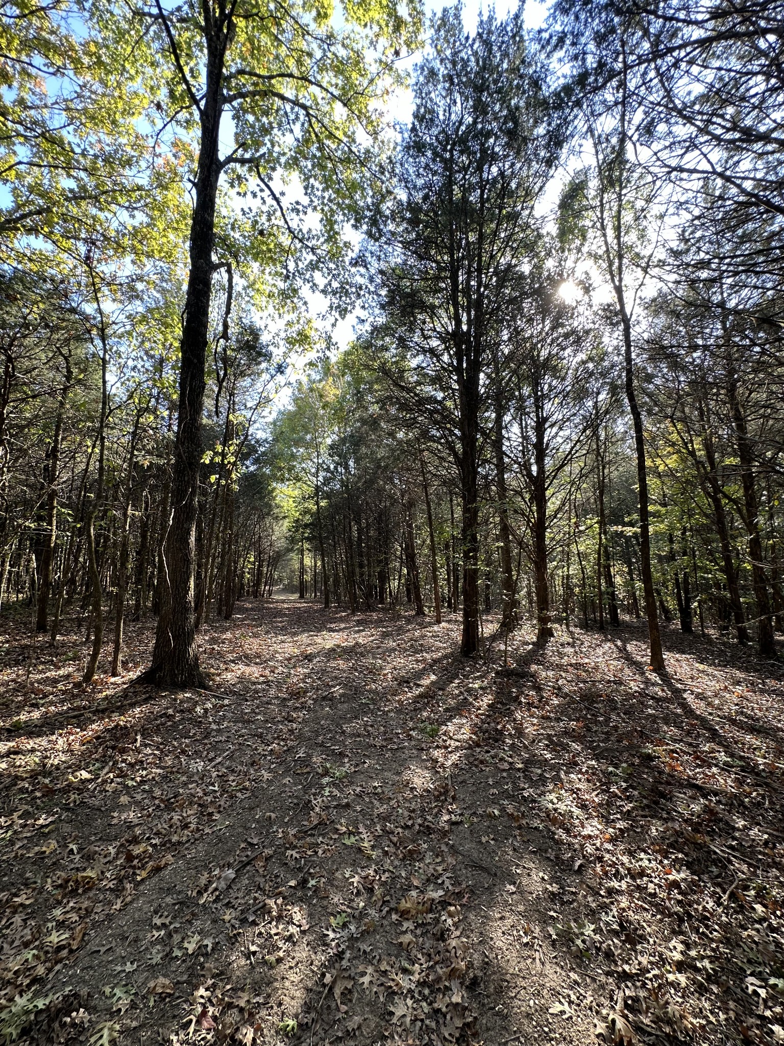 3 Atkinson Road Lebanon, TN 37090 - Photo 3 of 16 a view of a forest with trees