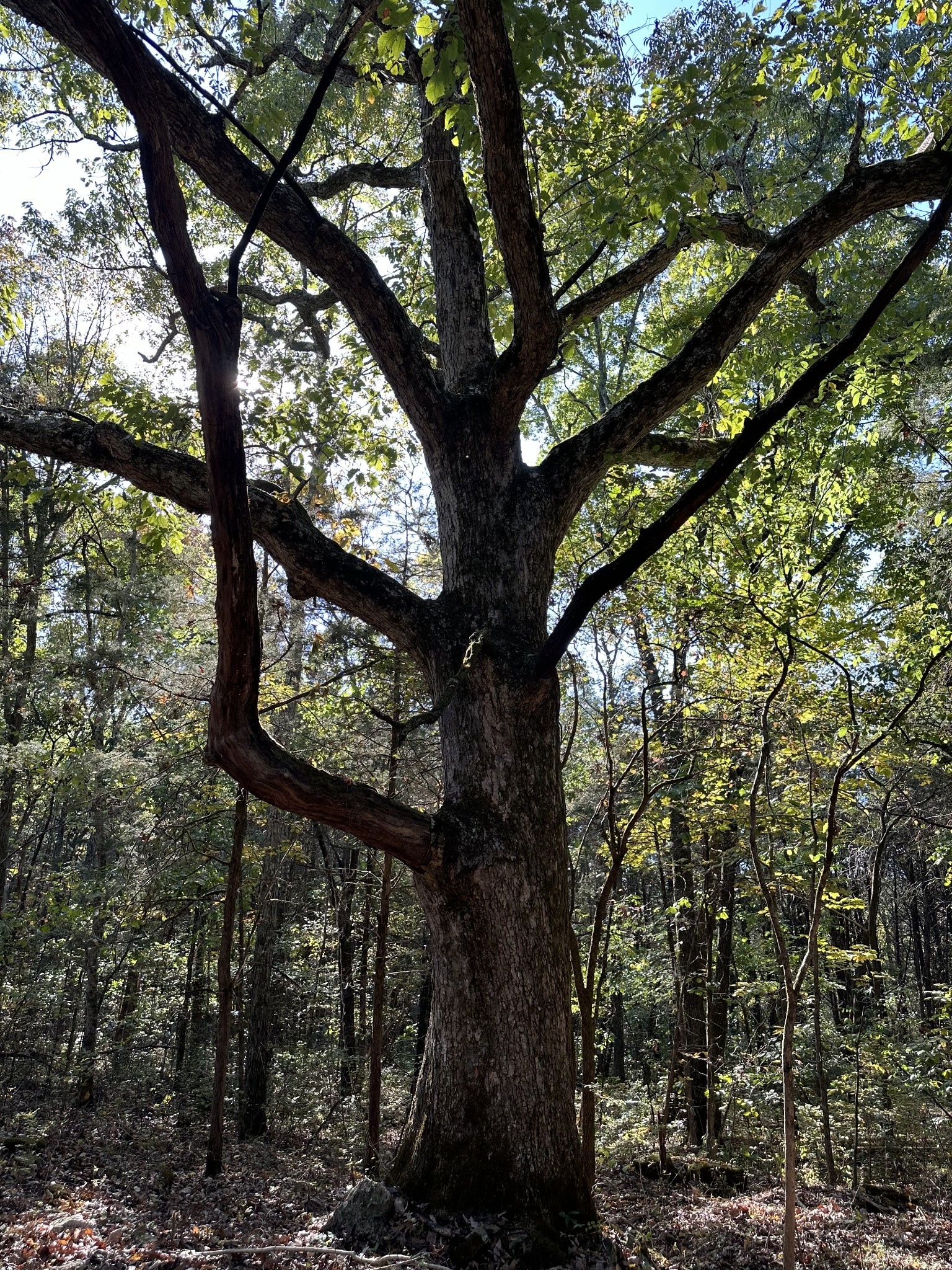 3 Atkinson Road Lebanon, TN 37090 - Photo 4 of 16 a picture of tree