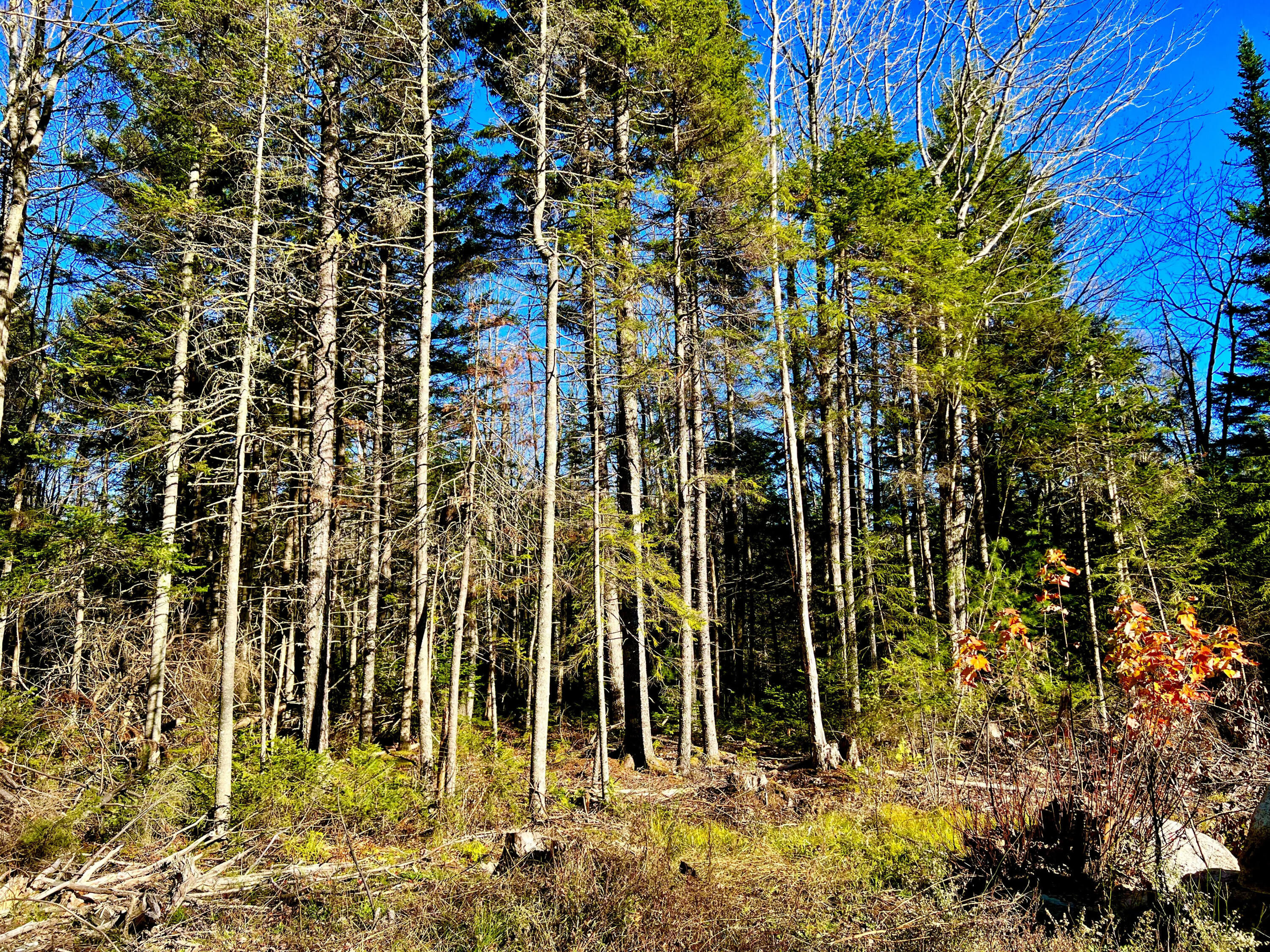 325 Goose Cove Road Trenton, ME 04605 - Photo 45 of 49 Land/woods