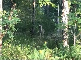 9 Lakeview Road Danforth, ME 04424 - Photo 7 of 11 Deer