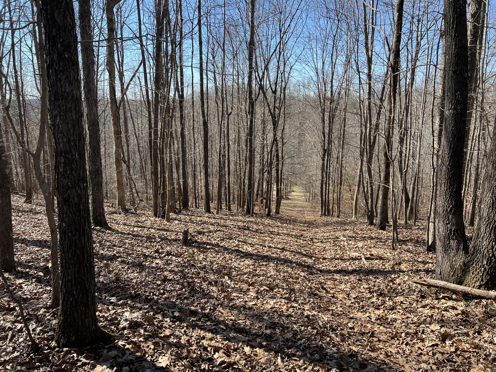 445 Tatum Road Pulaski, TN 38478 - Photo 16 of 68 a view of a backyard of the house
