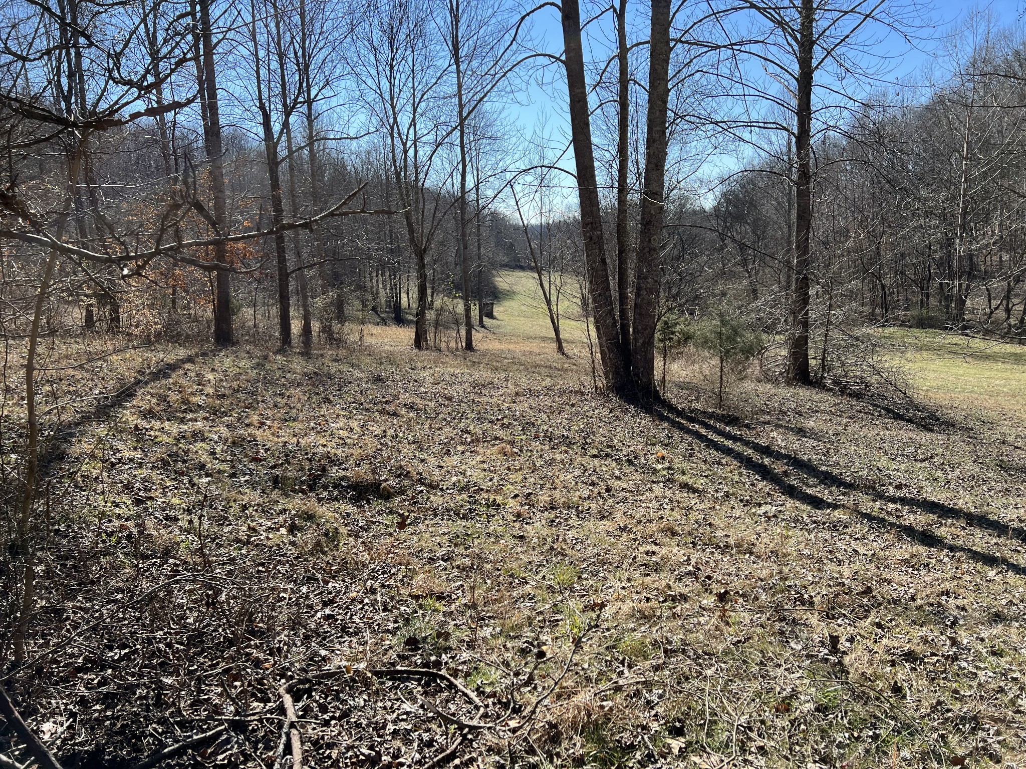 445 Tatum Road Pulaski, TN 38478 - Photo 18 of 68 a view of a yard with a trees