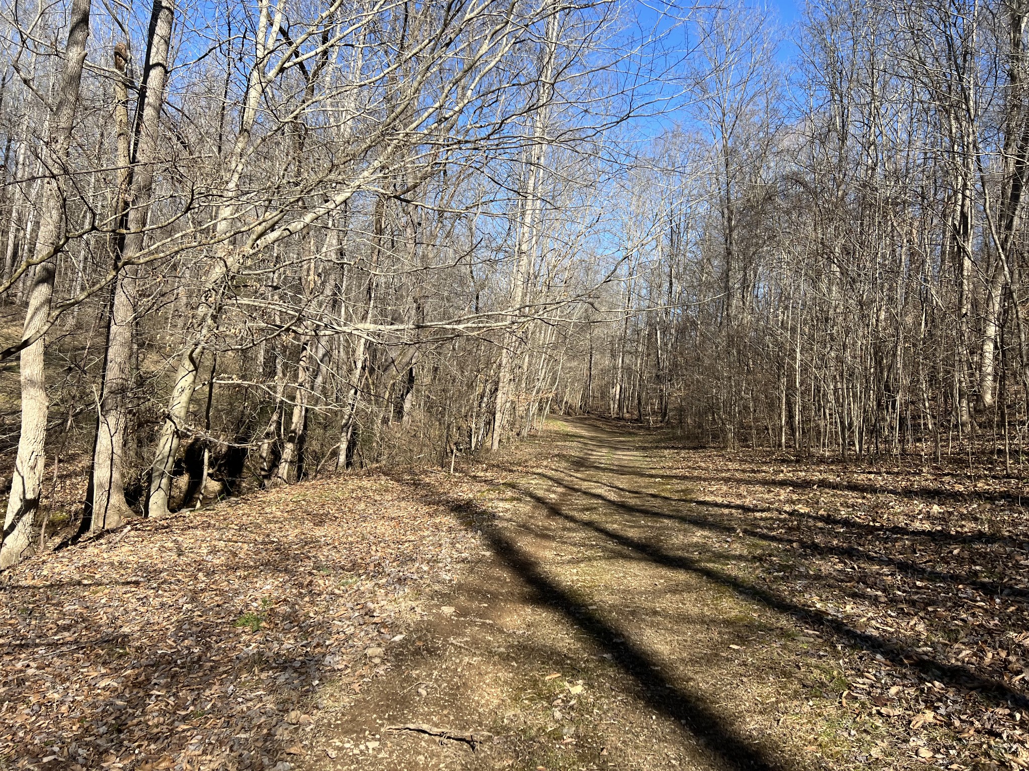 445 Tatum Road Pulaski, TN 38478 - Photo 26 of 68 a view of a yard with large trees