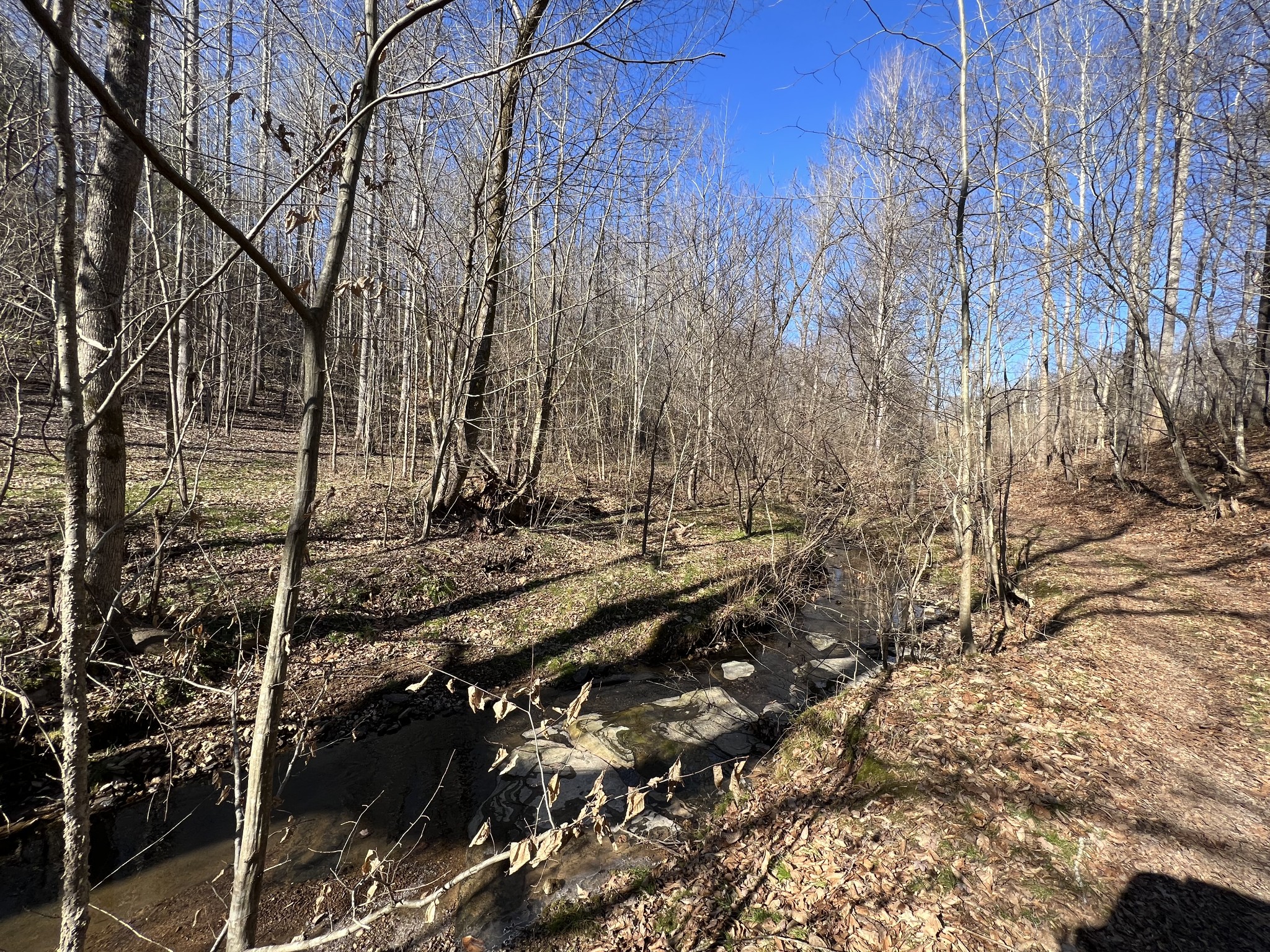 445 Tatum Road Pulaski, TN 38478 - Photo 33 of 68 a view of a forest filled with trees