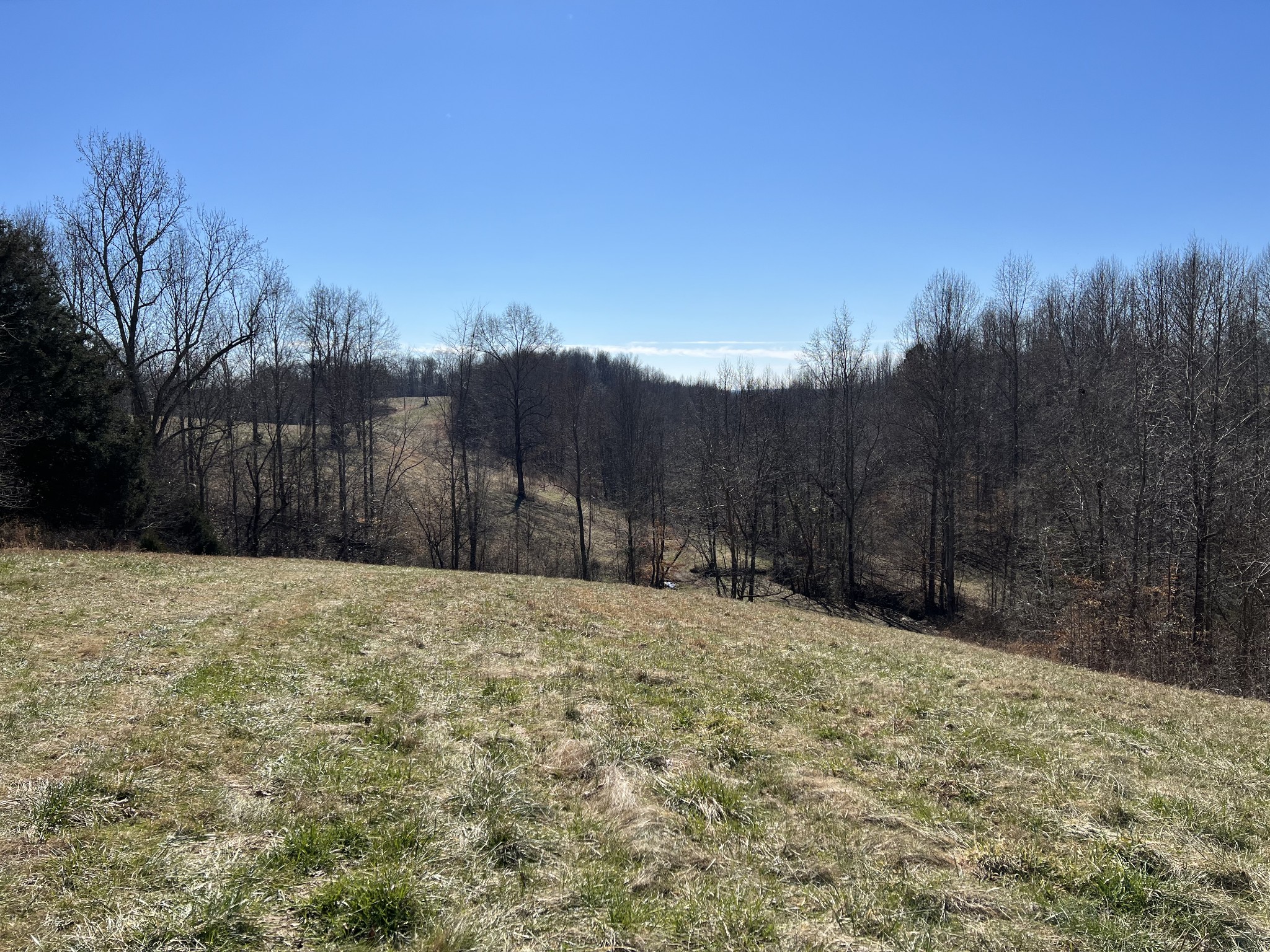 445 Tatum Road Pulaski, TN 38478 - Photo 40 of 68 a view of large yard with large trees