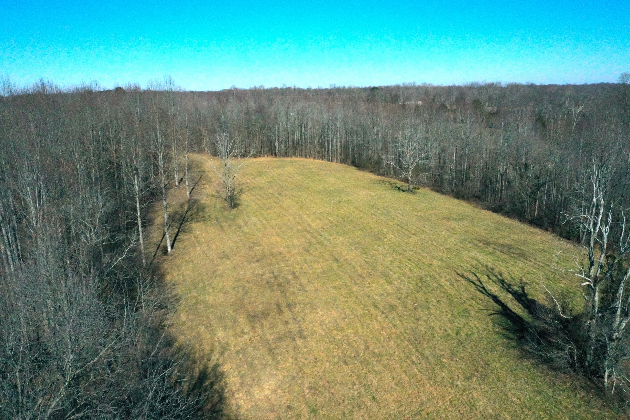 445 Tatum Road Pulaski, TN 38478 - Photo 53 of 68 a view of a dry yard with trees in the background