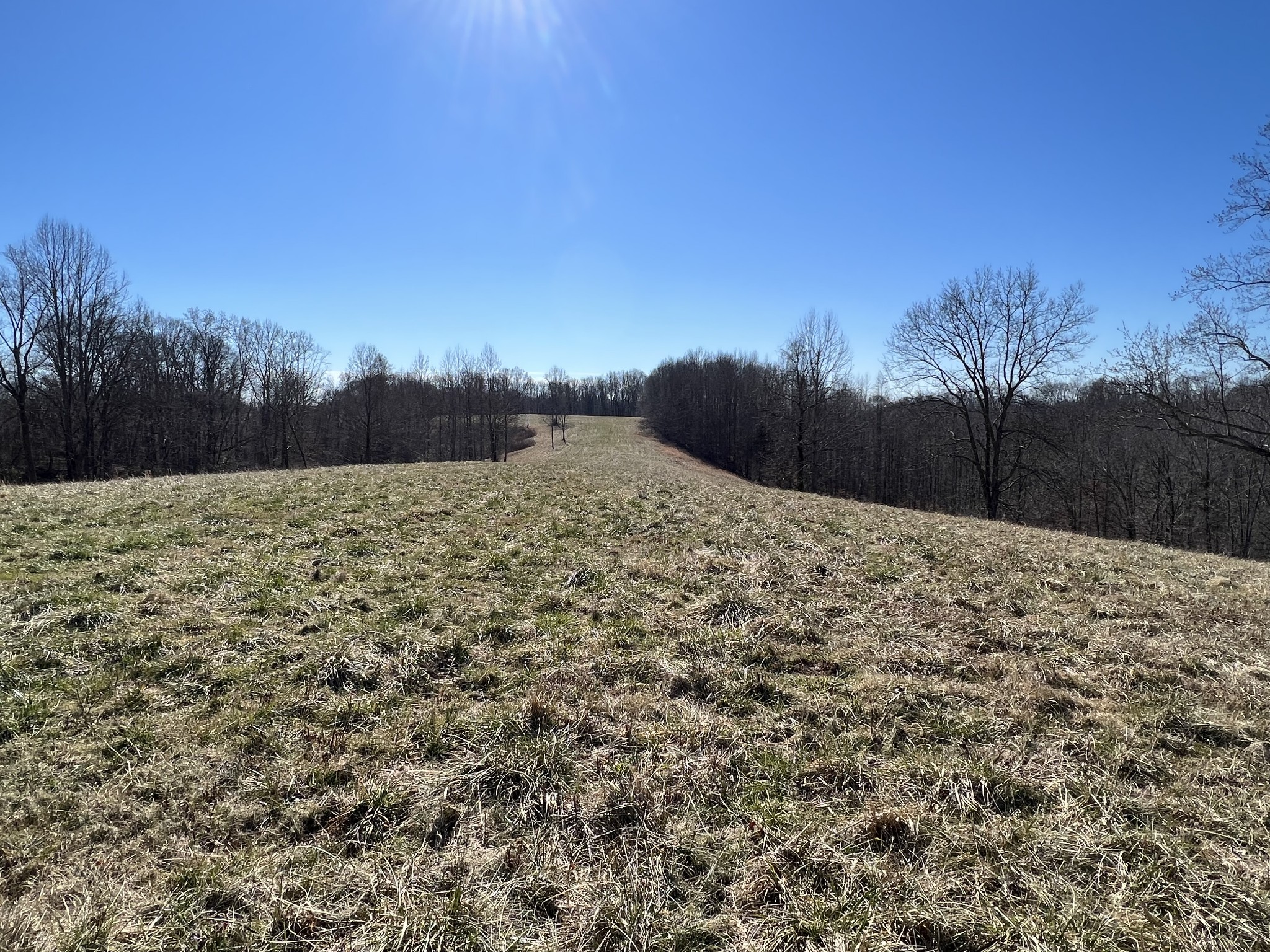 445 Tatum Road Pulaski, TN 38478 - Photo 7 of 68 a view of a yard