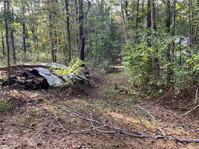 a view of a forest filled with trees