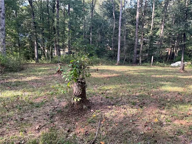 a view of a yard with plants and trees