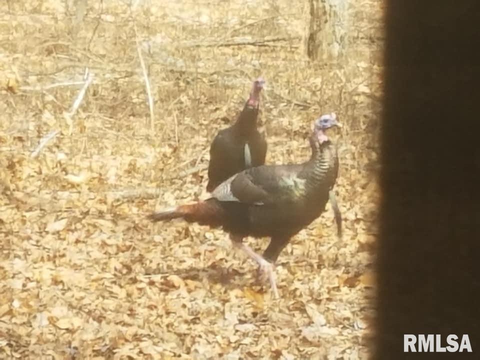 7182 Birch Road Iuka, IL 62849 - Photo 17 of 17