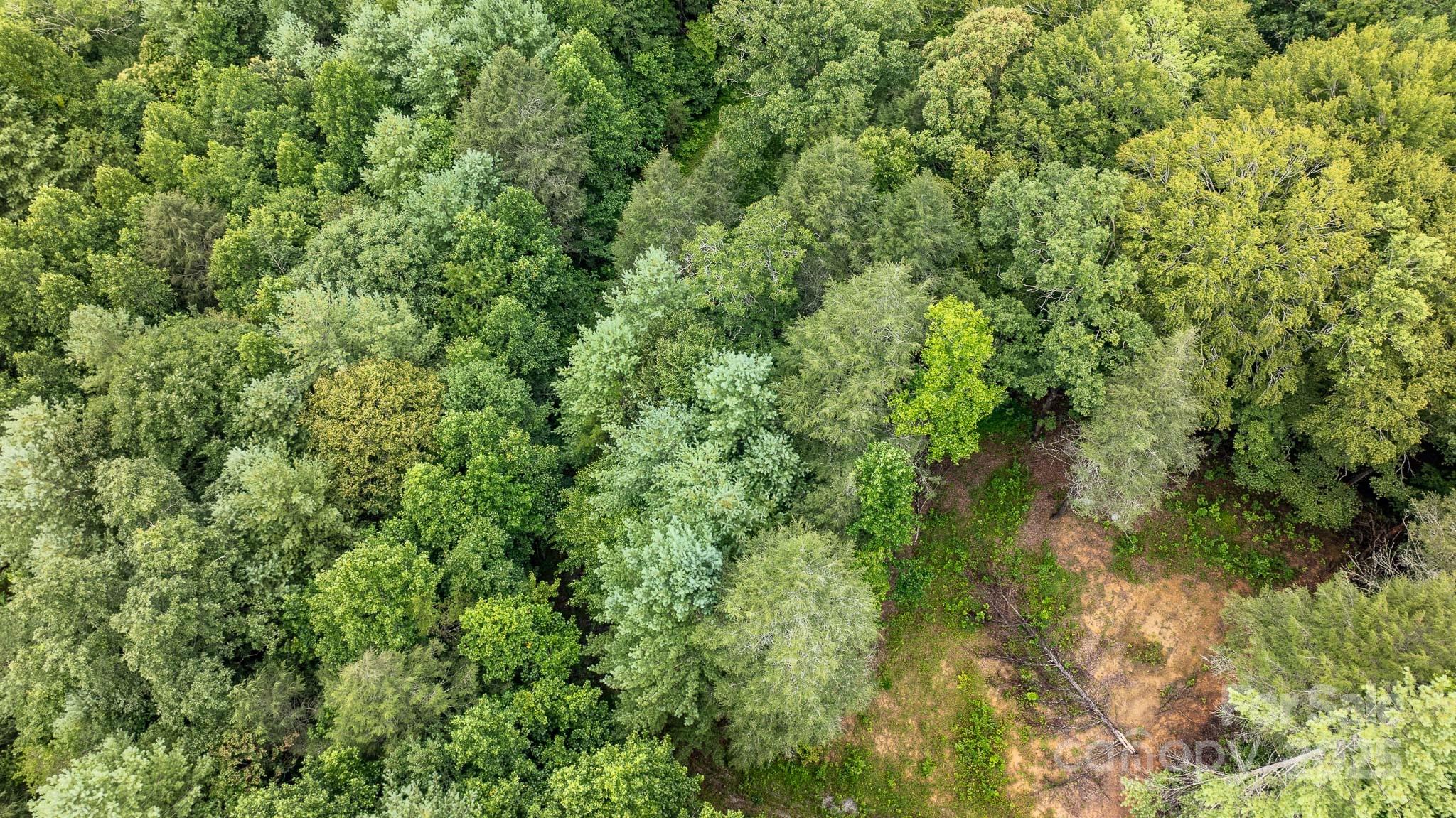 8331 Sugar Hill Road Marion, NC 28752 - Photo 21 of 36 a view of a lush green forest with large trees