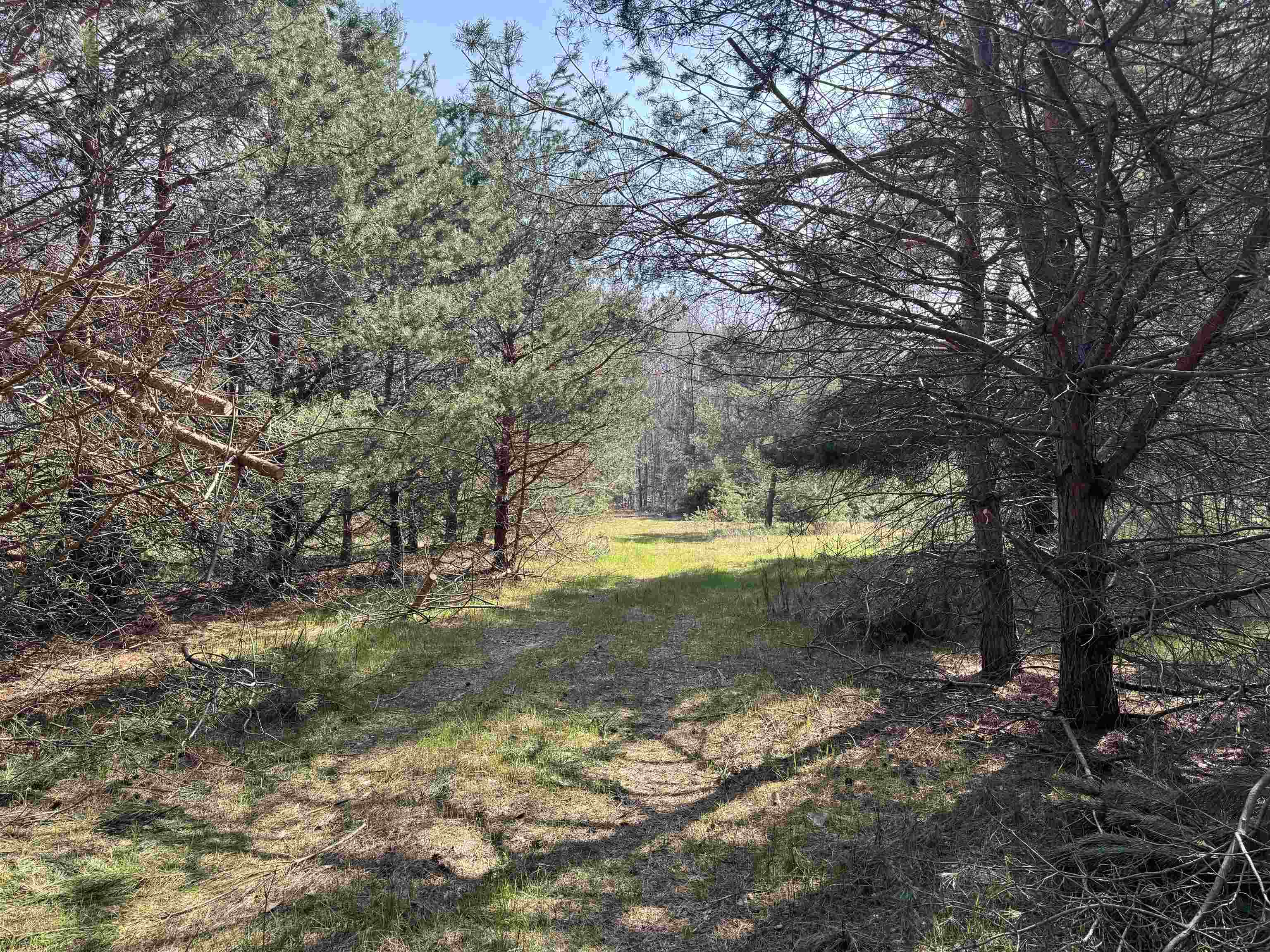 Tbd North Loomis Road Clare, MI 48617 - Photo 6 of 9