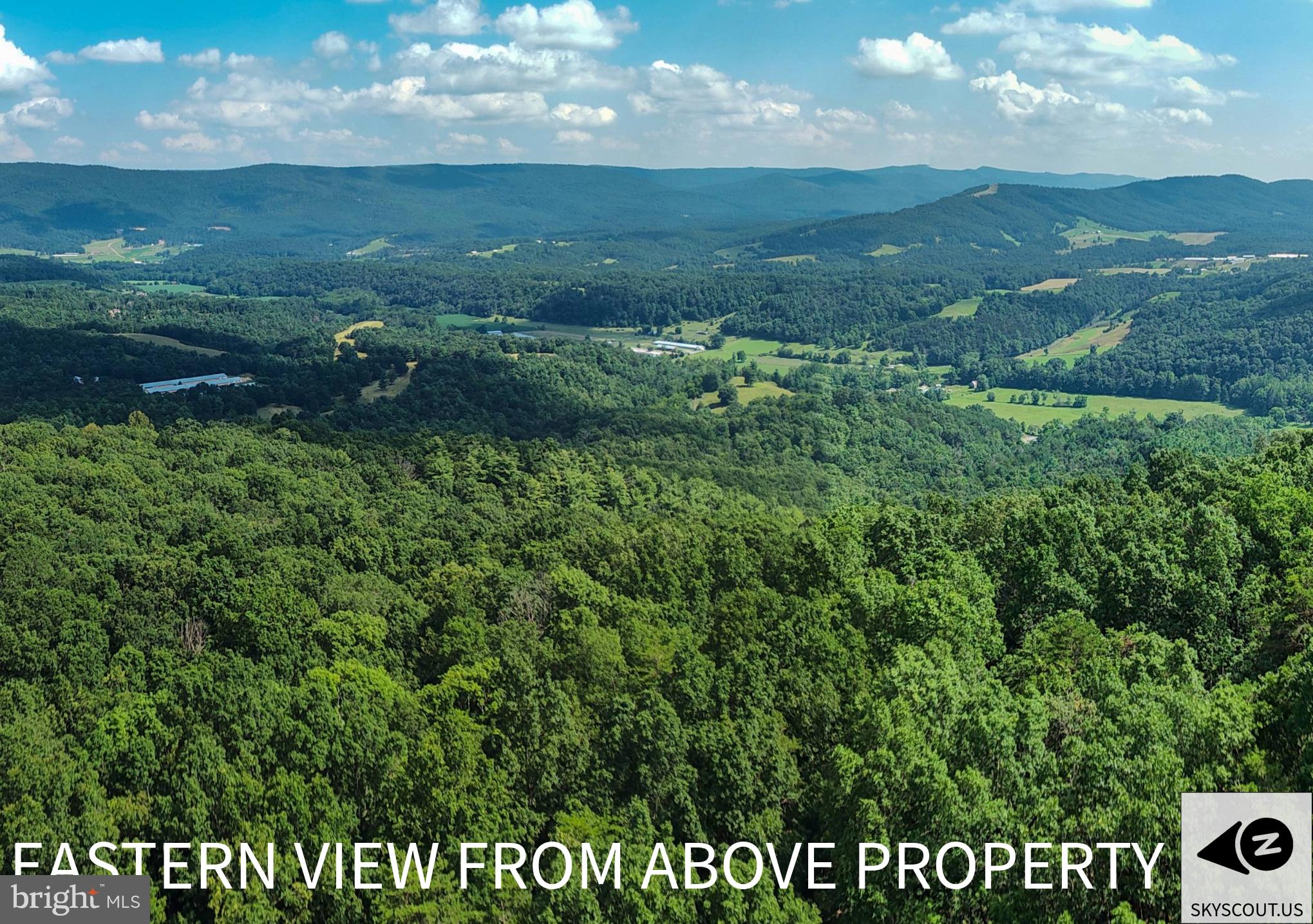 a view of a lush green forest