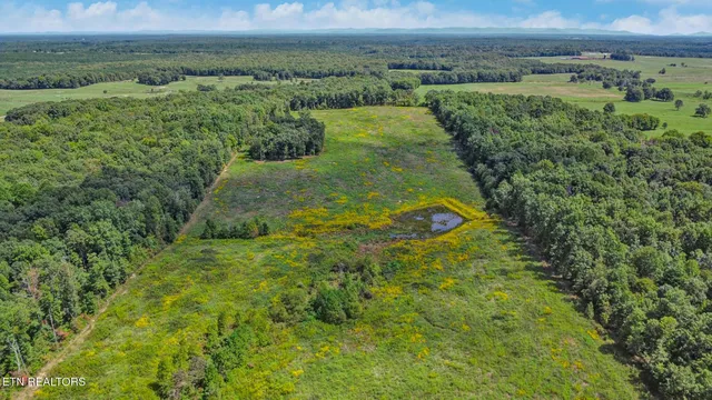 a view of a lush green forest with lots of trees