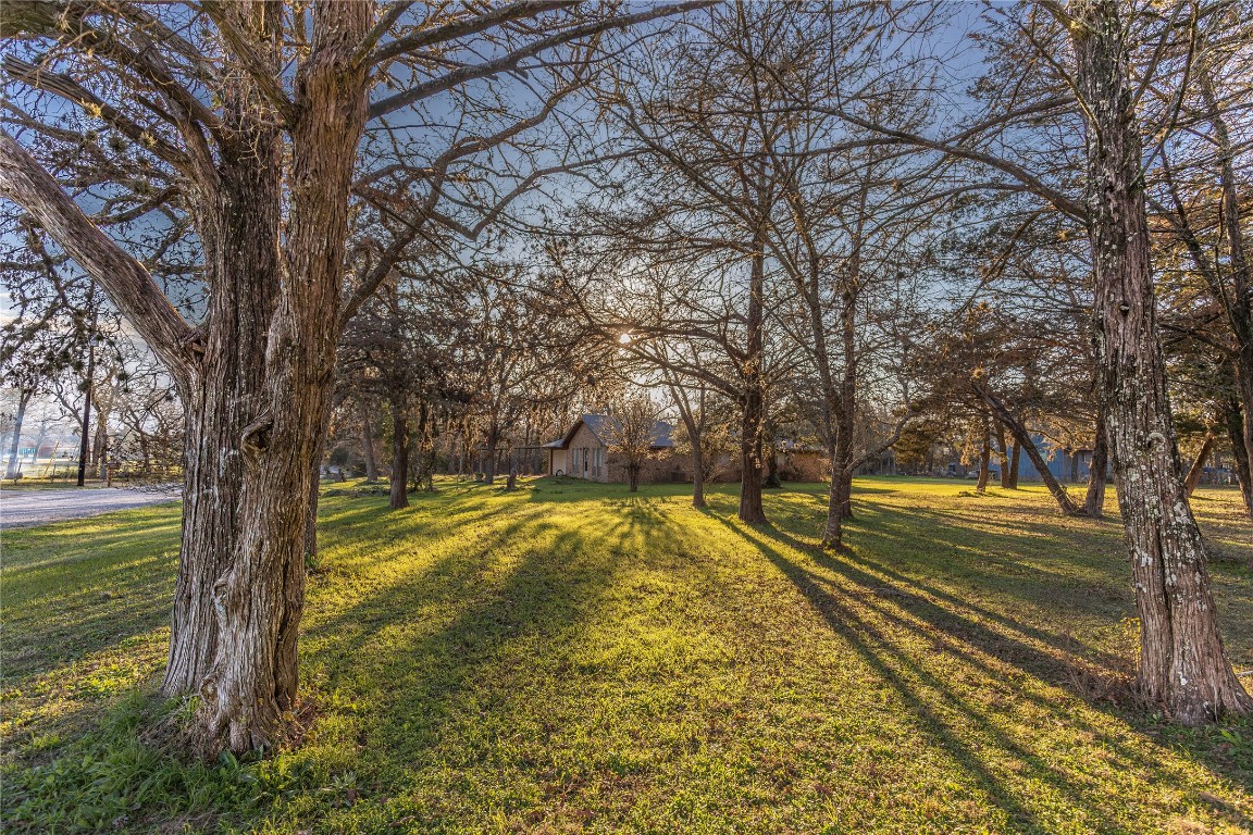 a view of a yard with trees