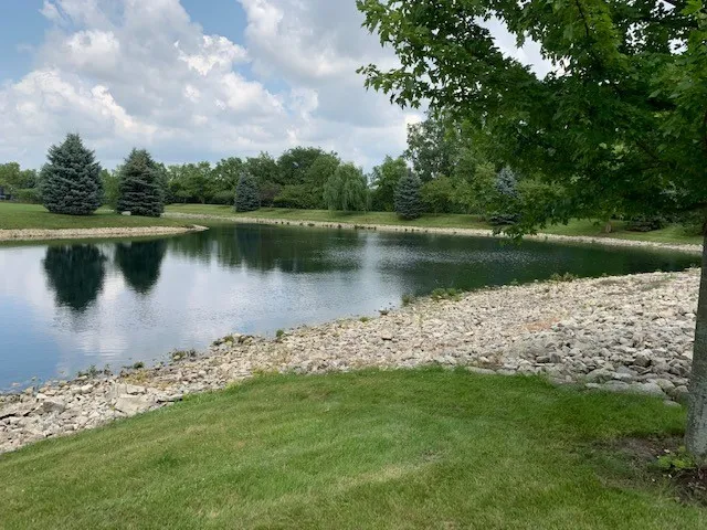 a body of water with a tree in the background