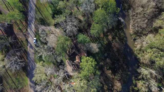 a view of a plants in a garden