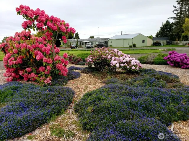 a bunch of flowers are in a garden