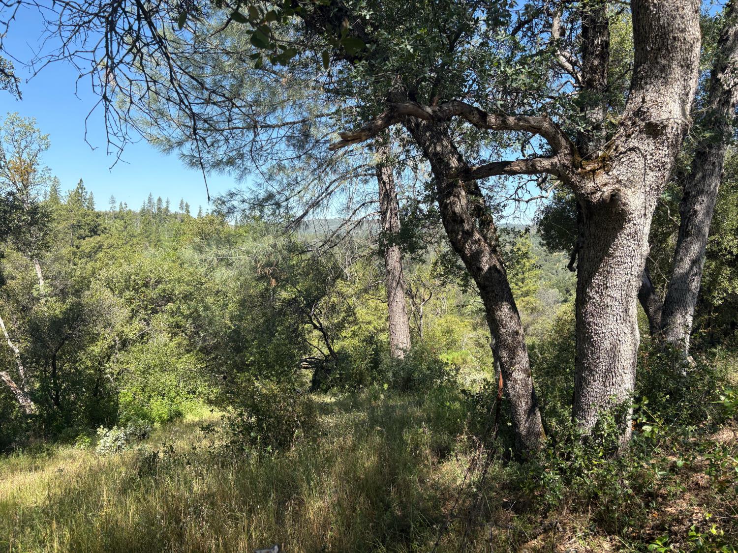 0 Sheep Ranch Road Mountain Ranch, CA 95246 - Photo 11 of 17