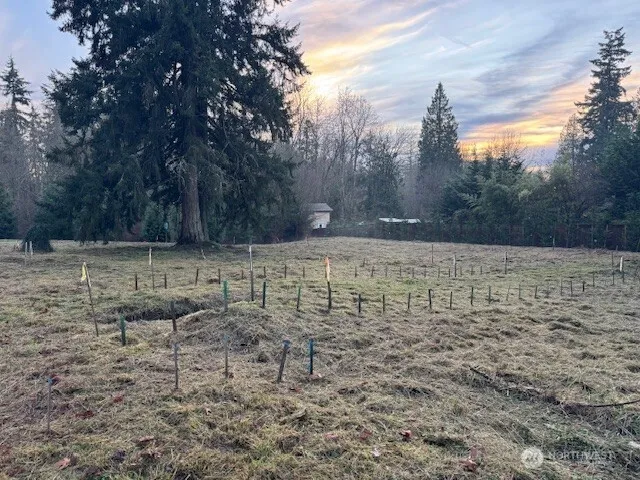 a view of a dry yard with trees