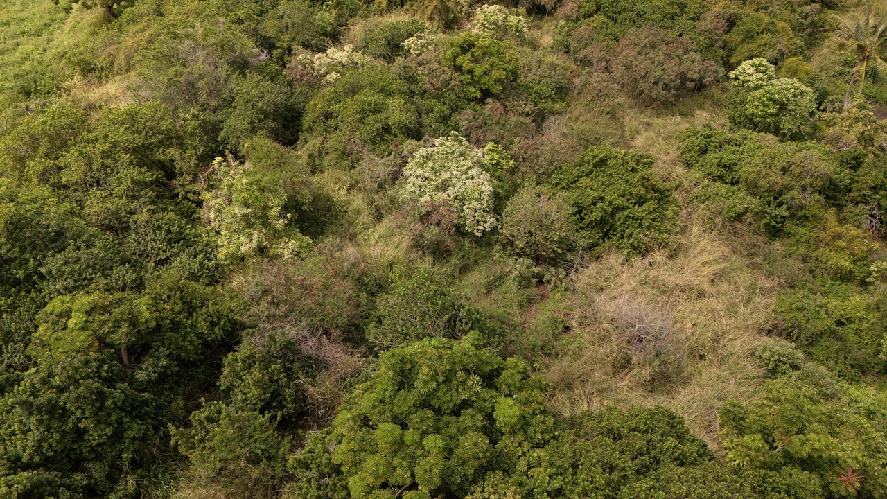 87-2721 Lot 2a Hawaii Belt Road Captain Cook, HI 96704 - Photo 11 of 17