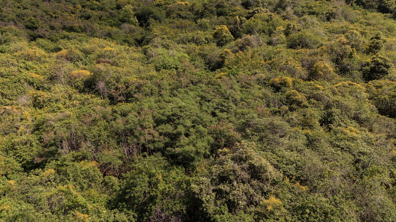 87-2721 Lot 2a Hawaii Belt Road Captain Cook, HI 96704 - Photo 10 of 17 a view of a covered with green field