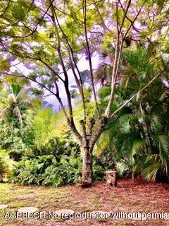 2762 F Road Loxahatchee, FL 33470 - Photo 16 of 25 a picture of tree