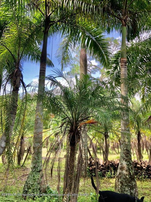 2762 F Road Loxahatchee, FL 33470 - Photo 22 of 25 a close up of a plant in a garden