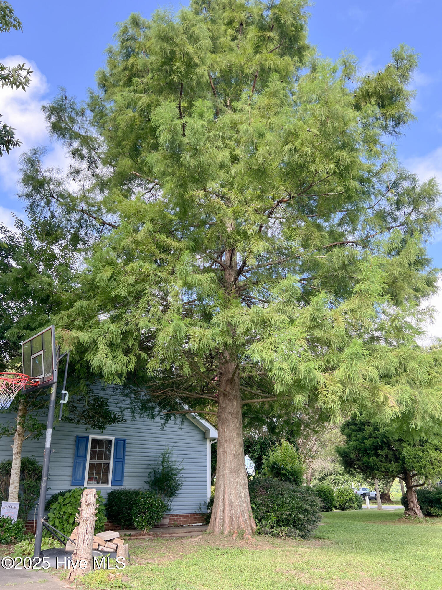 311 Ferry Road Elizabeth City, NC 27909 - Photo 51 of 58 GORGOUS TREE!