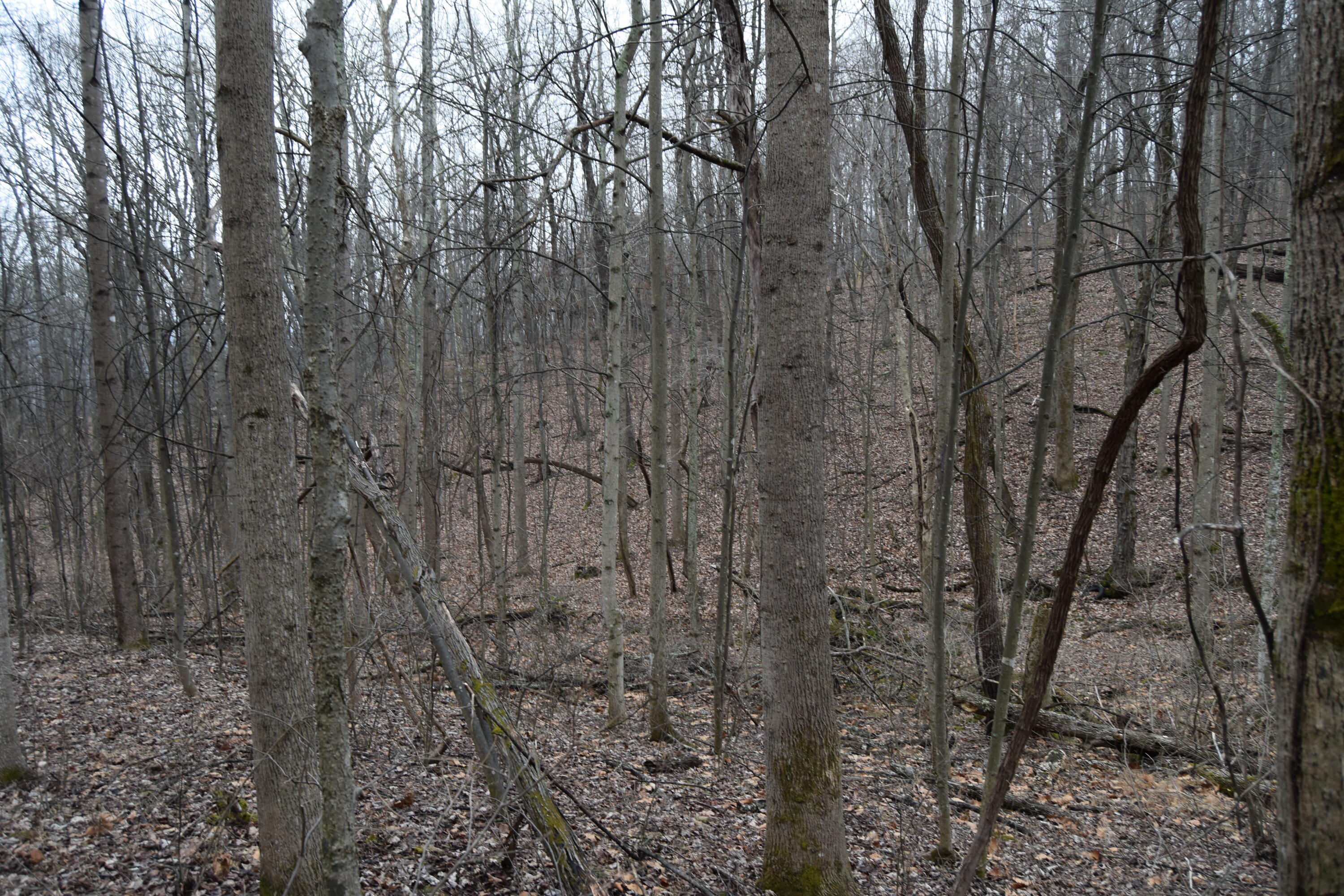 0 Hickory Falls Road Blue Ridge, VA 24064 - Photo 11 of 37 a view of a yard with lots of trees