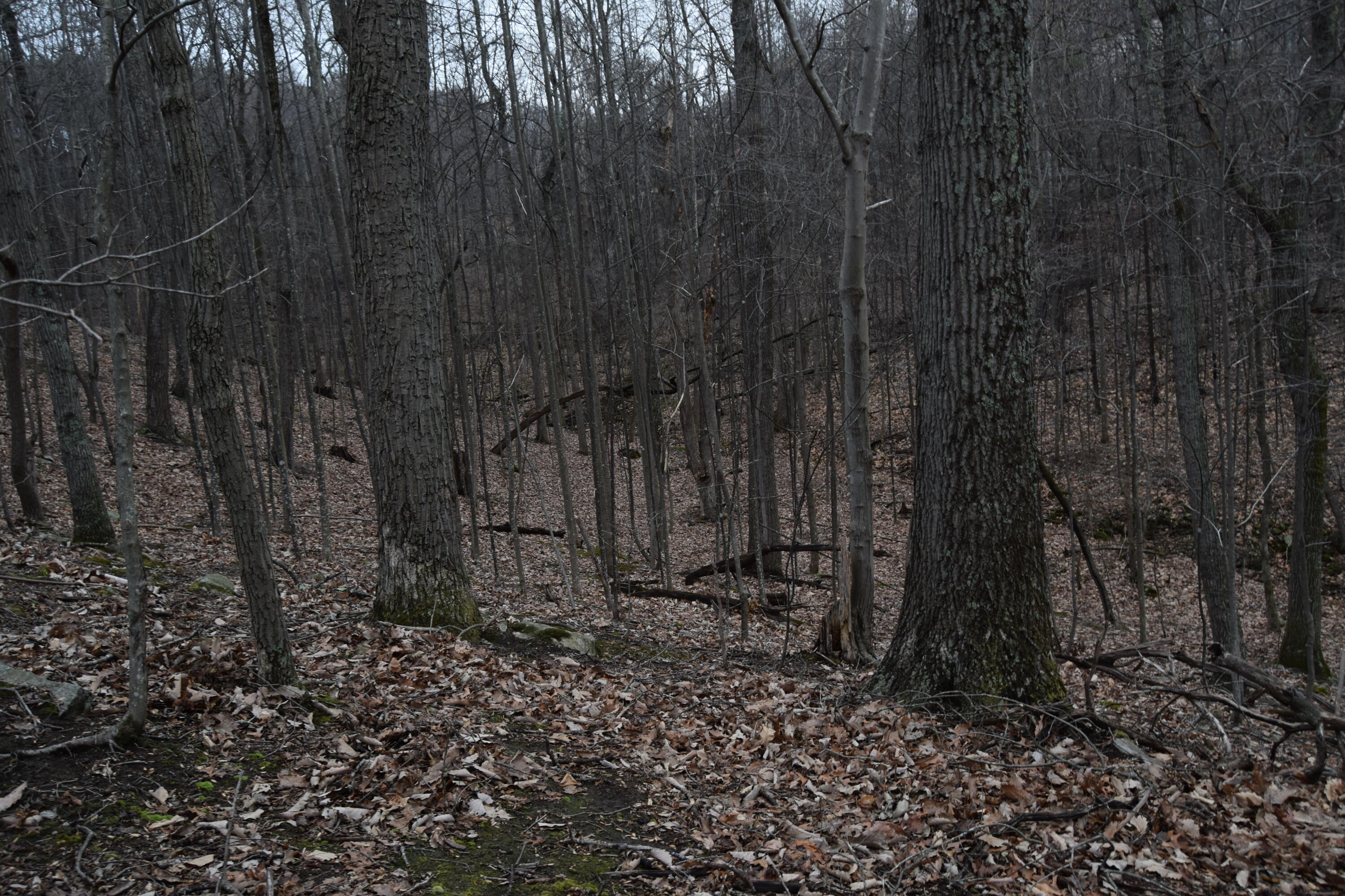 0 Hickory Falls Road Blue Ridge, VA 24064 - Photo 15 of 37 a view of a backyard