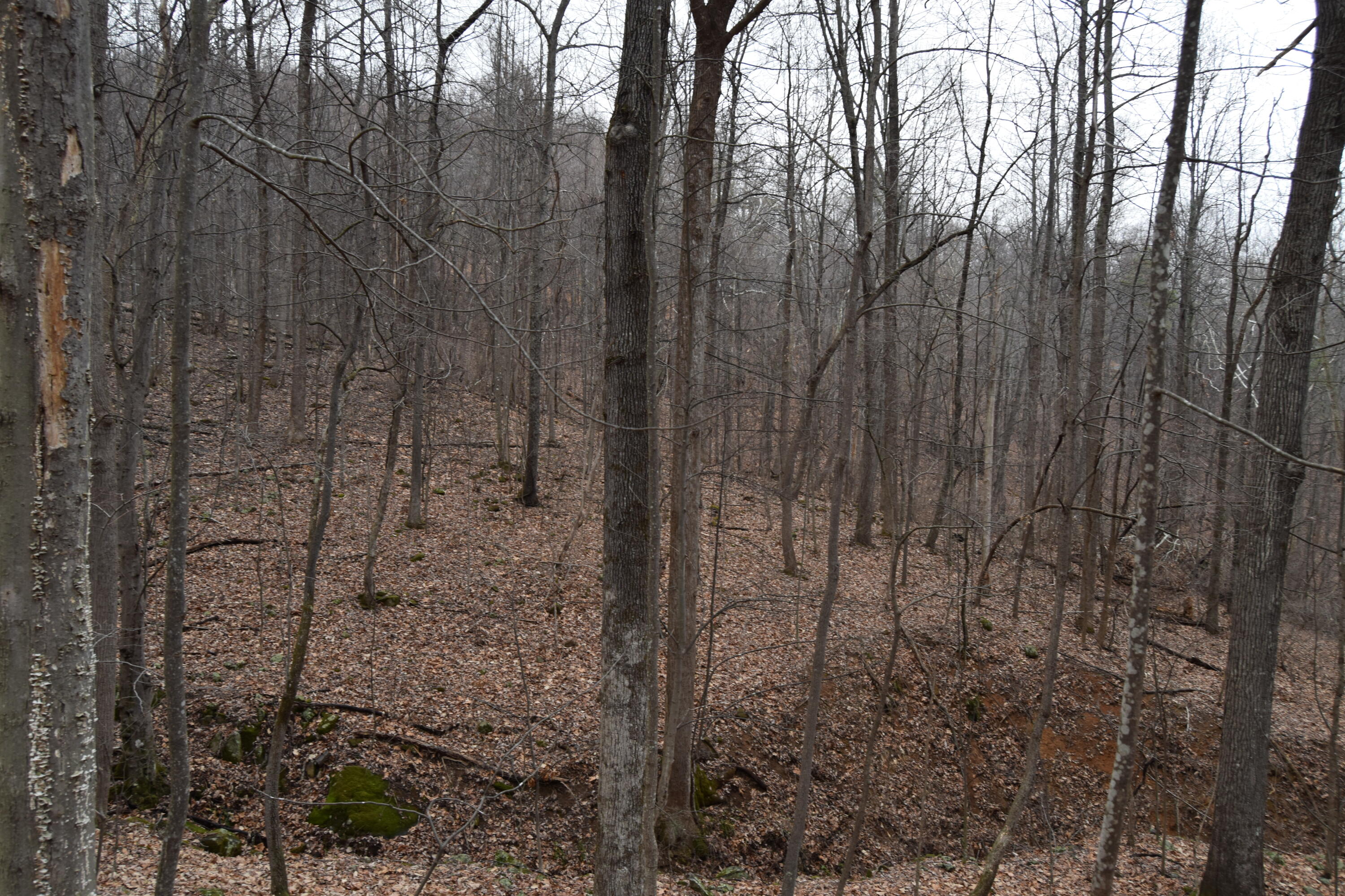 0 Hickory Falls Road Blue Ridge, VA 24064 - Photo 16 of 37 a view of a forest with trees in the background